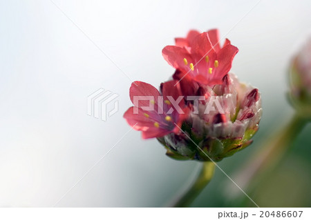 咲き始めの赤いアルメリアの花 咲き始めの赤いアルメリアの花 20486607