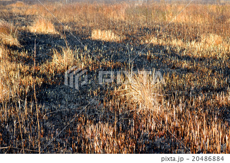 scorched dry grass scorched dry grass 20486884