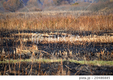 Stems of dry grass on the scorched field 20486885