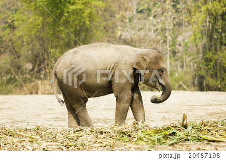 Baby elephant standing isolated  20487198