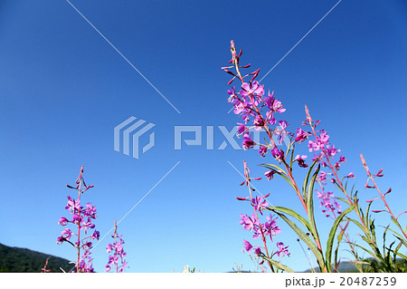 ヤナギラン ヤナギラン 20487259