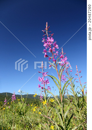 ヤナギラン ヤナギラン 20487260