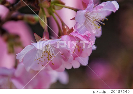 河津桜 河津桜 20487549