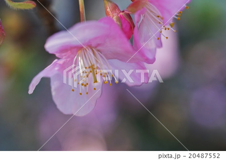 河津桜 20487552