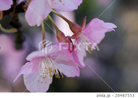 河津桜 河津桜 20487553