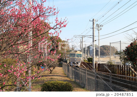 梅津寺公園の紅梅と電車 20487851
