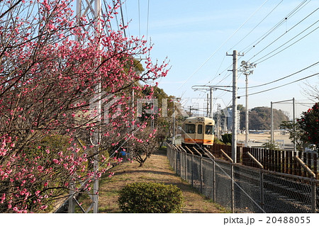 梅津寺公園の紅梅と電車 梅津寺公園の紅梅と電車 20488055