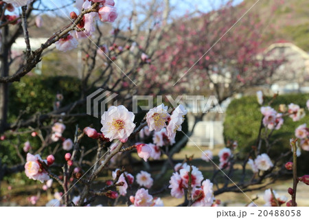 梅津寺公園の梅 20488058