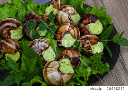 Escargot Escargot 20488232