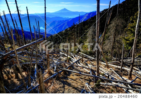 奥秩父・木賊山の倒木群と富士山 奥秩父・木賊山の倒木群と富士山 20488460