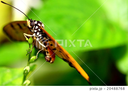 Butterflies on Coney Island, Singapore 20488768