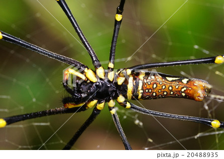 Golden orb web spider Golden orb web spider 20488935