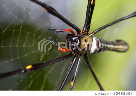 Golden orb web spider, Singapore Golden orb web spider, Singapore 20488937