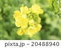 菜の花 20488940