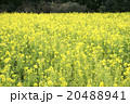 菜の花畑 20488941