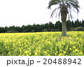 菜の花畑 20488942