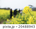 菜の花 20488943