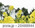 菜の花畑 20488944