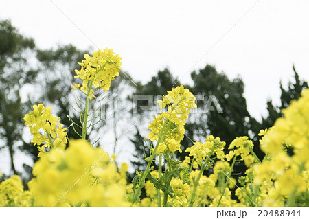 菜の花畑 20488944