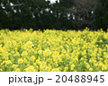 菜の花畑 20488945