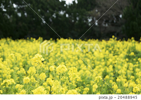 菜の花畑 20488945