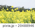 菜の花畑 20488946
