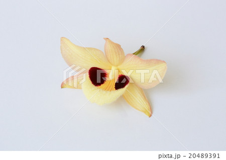 Orchid flower 20489391