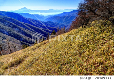 雁坂峠の笹原から望む富士山 20489433