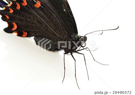 カラスアゲハ蝶のメス 白バック カラスアゲハ蝶のメス 白バック 20490372