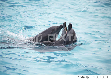 cute dolphins during a speech at the dolphinarium cute dolphins during a speech at the dolphinarium 20490481