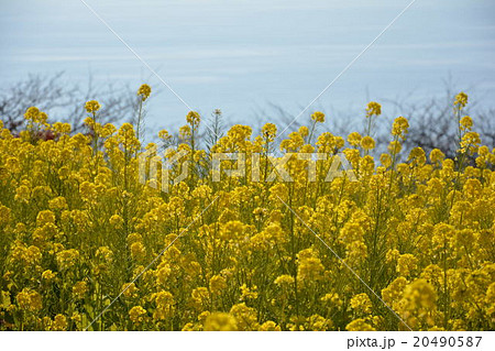 菜の花畑 菜の花畑 20490587