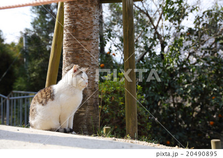 猫 猫 20490895