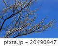 梅の花 20490947