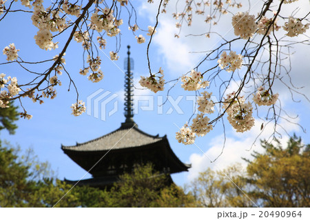 奈良公園 桜 春 奈良公園 桜 春 20490964