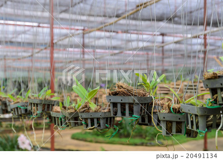 Orchid plants in a nursery Orchid plants in a nursery 20491134