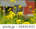 菜の花 20491432