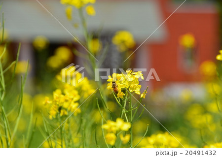 菜の花 菜の花 20491432