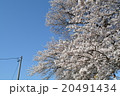 桜 20491434
