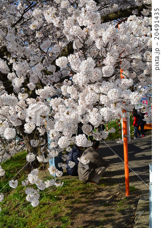 桜 20491435