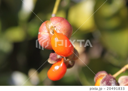 マサキの種子 20491833