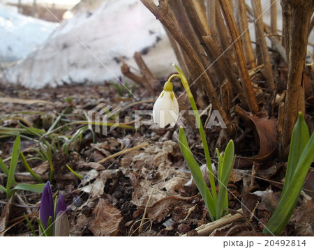 スノードロップ スノードロップ 20492814