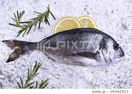 fresh dorado seafood on ice fresh dorado seafood on ice 20492911