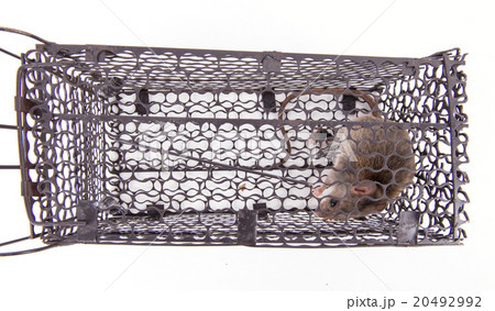 rat trap rat trap 20492992