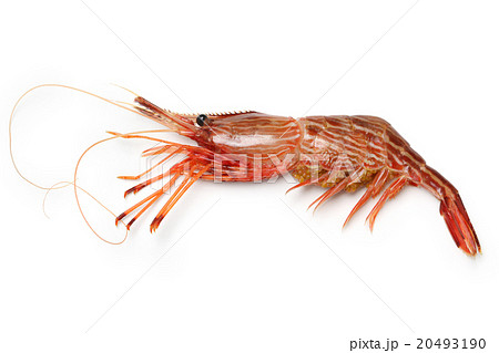 シマエビ 20493190