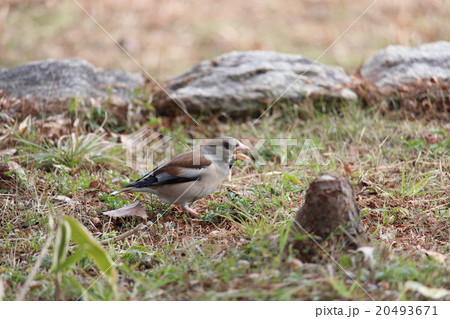シメ スズメ目アトリ科シメ属 シメ スズメ目アトリ科シメ属 20493671