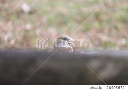 シメ　スズメ目アトリ科シメ属 20493672