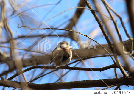 シメ　スズメ目アトリ科シメ属 20493673