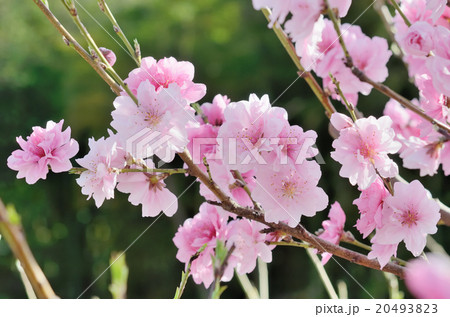 街路樹の桃の花 街路樹の桃の花 20493823