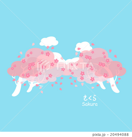 sakura and cherry blossom 20494088