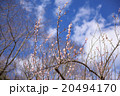 風待草 20494170